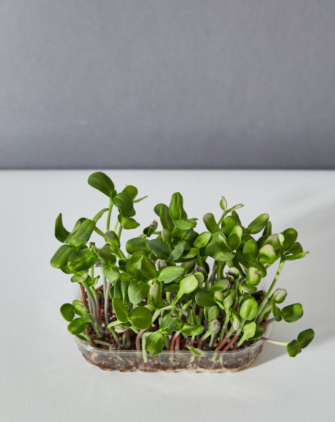 特写图像的一个塑料盒与绿色向日葵的微绿色芽孤立在灰色背景上。副本的空间。图片下载