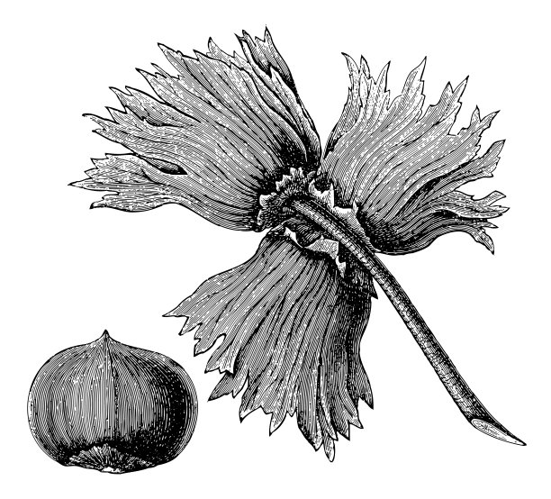 榛果(Corylus avellana var. pontica) -复古雕刻插图图片下载