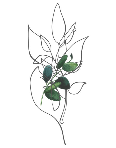 手绘绿色桉树和叶子的水彩线条艺术风格。白色背景上的插花安排图片下载