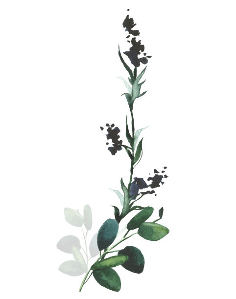 水彩手绘黑色薰衣草和绿色桉树细腻的芳香。白色背景上的插花安排图片下载