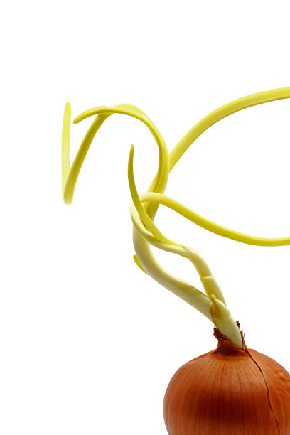 发芽的洋葱孤立在白色背景上图片下载