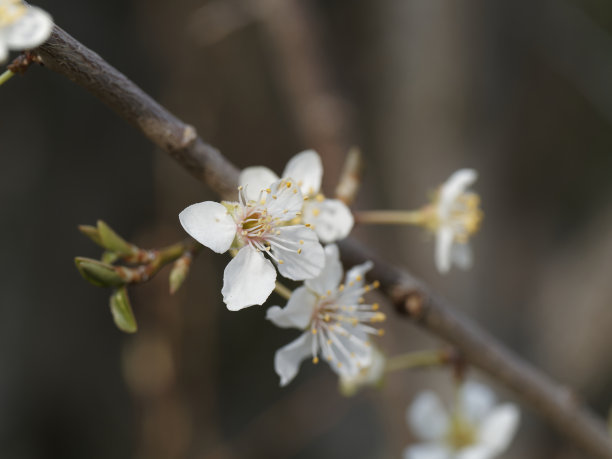 白花(梅花，又称中国李子或日本杏)图片下载