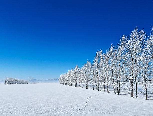 一排冰树图片下载