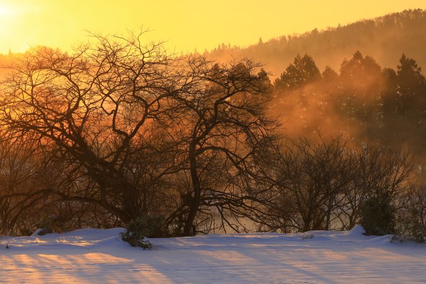 冬天的清晨景观图片下载