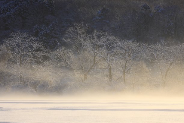 冬天的清晨景观图片下载