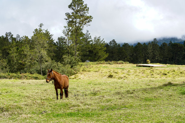 这是一幅引人注目的图片:一匹马在多米尼亚共和国加勒比山脉高处的草原平原上，天空雾蒙蒙的。图片下载