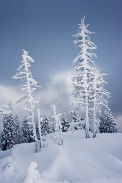 冬天的树图片下载