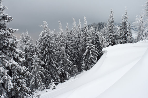 冬天的树图片下载