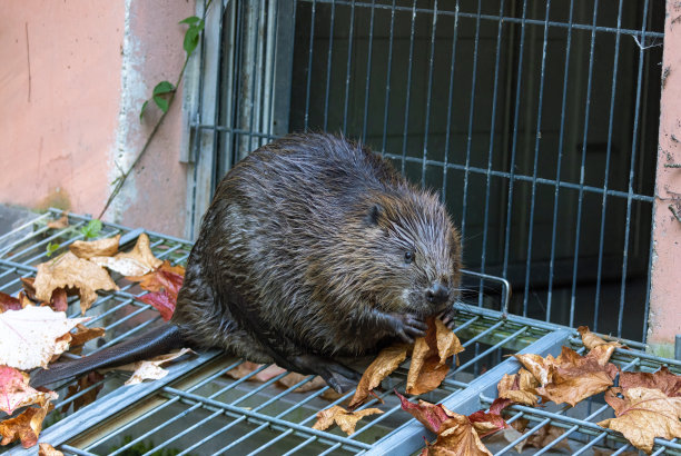 海狸吃叶子图片下载