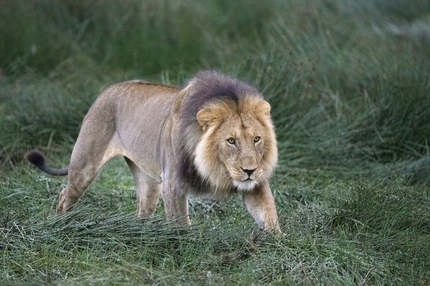 大型雄狮穿过沼泽草图片下载