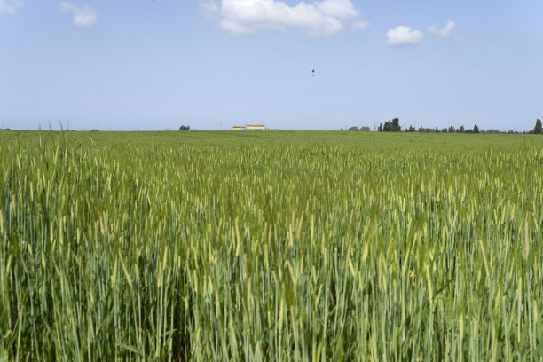 青稞田，燕麦田图片下载