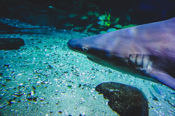 鲨鱼在水中的特写镜头。图片下载