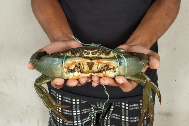 手握大闸蟹出售图片下载