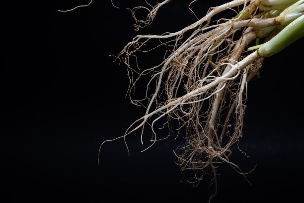 香菜根图片下载