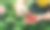 草莓种植者园丁在温室里收获草莓，女人捧着草莓图片下载
