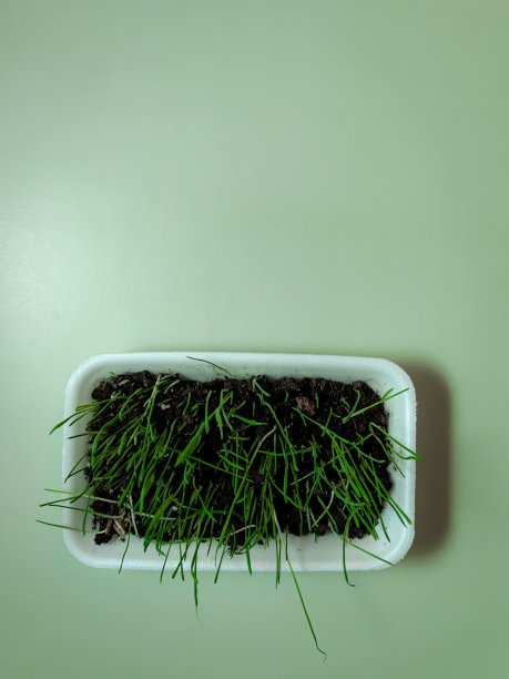 绿草为猫和绿色背景的象征。生态，自然保护，园艺，生长，自由空间，隔离空间图片下载