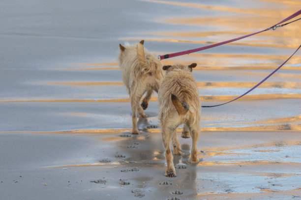 海滩上的两只混血狗图片下载