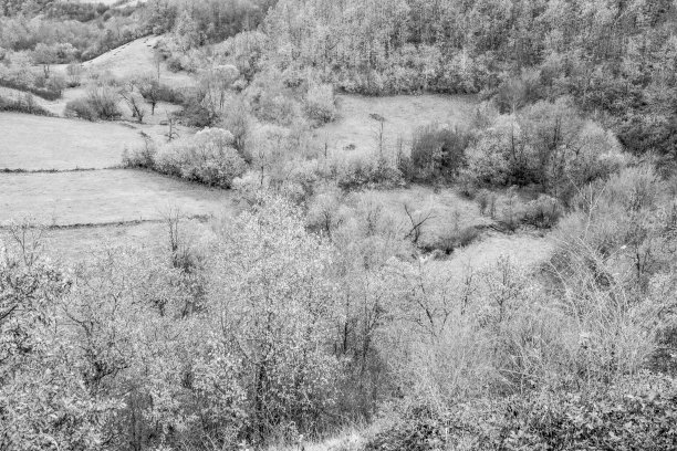 来自田野和森林的灰色背景。景观纹理海报，日历，帖子，屏幕保护程序，墙纸，明信片，横幅，封面，网站，空间为您的设计或文本。黑白照片图片下载