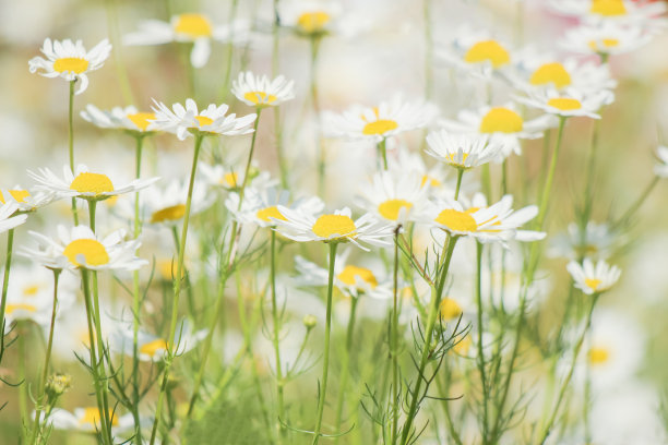 草地上盛开的雏菊图片下载