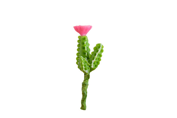 手工仙人掌孤立在白色背景上图片下载