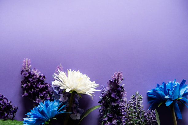 紫色背景上的野花有足够的空间来写信息。图片下载