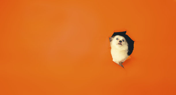 毛茸茸的白狗从橙色背景的洞里探出头来。震惊的斯皮兹瞪着大眼睛看着相机图片下载