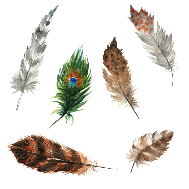 的羽毛。水彩。孤立在白色的。嬉皮的设计元素。放荡不羁的风格。质朴的羽毛鲜艳的颜色图片下载