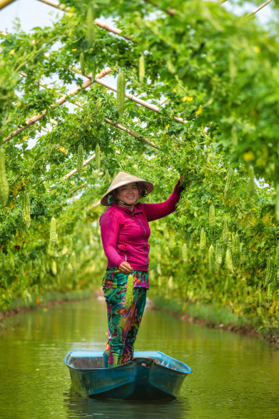 在阳光明媚的时候，在农场里收获挂在木栅栏上的大苦瓜或苦黄瓜。绿色背景图片图片下载