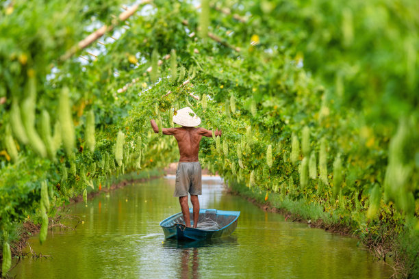 在阳光明媚的时候，在农场里收获挂在木篱笆上的大苦瓜或苦黄瓜。绿色背景图片图片下载