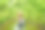 在阳光明媚的时候，在农场里收获挂在木篱笆上的大苦瓜或苦黄瓜。绿色背景图片图片下载