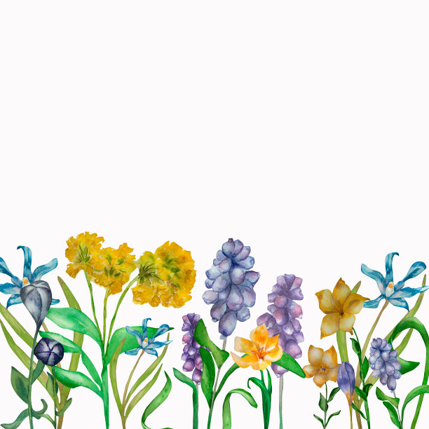 紫色的春天花黄色水彩组成孤立图片下载