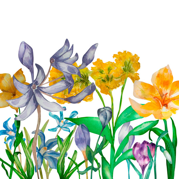 紫色的春天花黄色水彩组成孤立图片下载