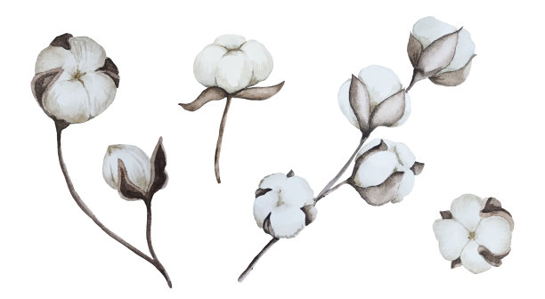 棉花花详细的真实感矢量集，花画水彩，花卉印刷请柬，包装图片下载