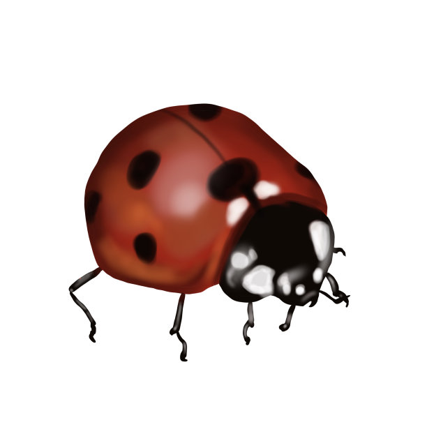 水彩瓢虫。在白色背景上的现实插图图片下载