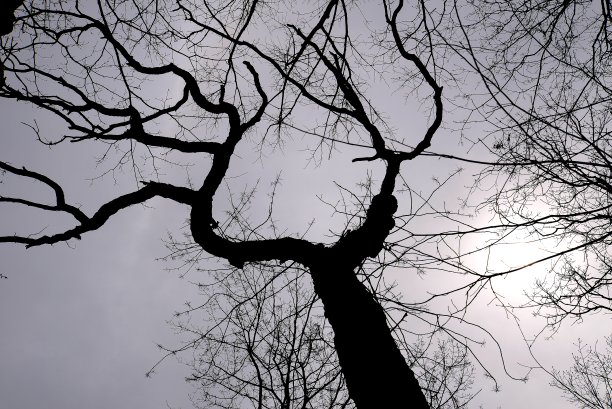 背景天空穿过黑暗，树枝上有小芽图片下载