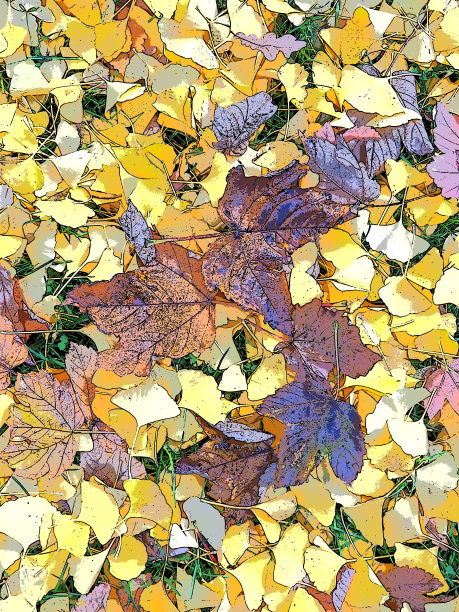银杏叶和枫叶躺在地上。黄色、棕色和紫红色叶子。银杏和枫树。秋天在城市公园或森林里。色彩缤纷的背景上的主题，印度的夏天。图片下载