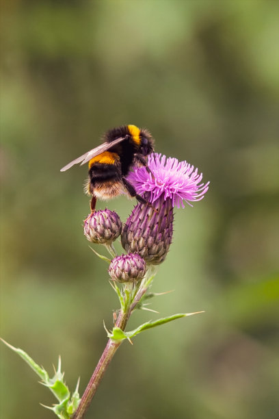 淡黄尾大黄蜂(Bombus terstreis)的微距照片从蓟花上摘下蜂蜜，美丽的绿色奶油背景散景图片下载