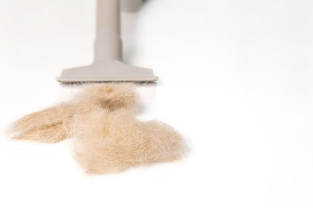 毛皮猫和地板上的灰尘和吸尘器在白色的家地板上，清洁为健康的概念图片下载