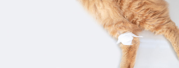 用绷带封闭猫腿，这是一个伤口从烟灰色瓷砖地板上的房子:复制空间和纹理图像图片下载