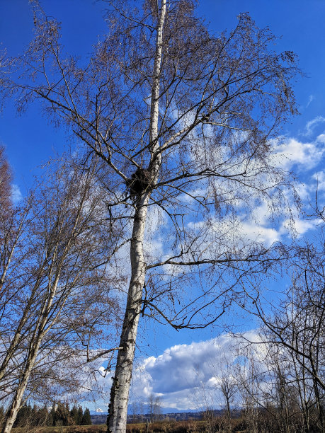 在树上筑巢。图片下载