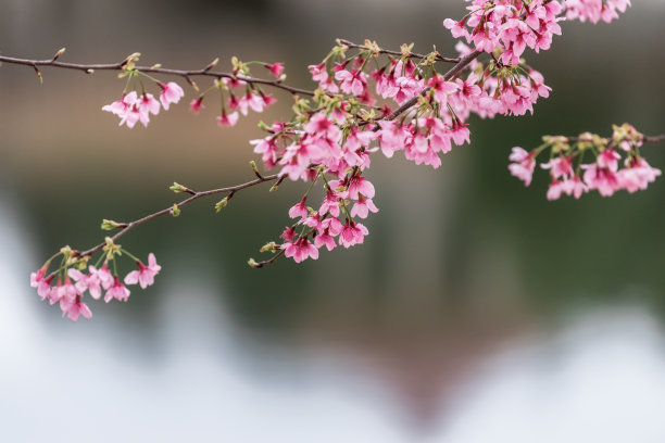 粉红色樱花的特写图片下载