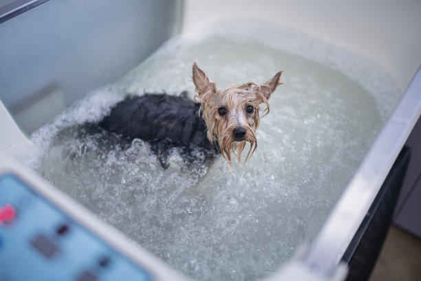 可爱的约克郡梗狗在美容沙龙的浴缸里。图片下载