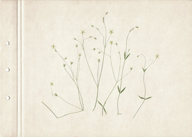 扫描压紧和干燥的草甸花。精美的复古植物标本馆背景在一张旧的发黄的纹理纸上。报纸野花的组成在一张棕色的旧纸上。图片下载