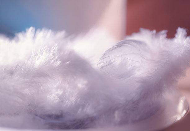 软焦点自然鸟类羽毛与模糊的背景，蓬松的羽毛鸡翅膀紫色柔和的颜色，美丽的浅深度野生动物领域的情人节或圣诞节的背景图片下载