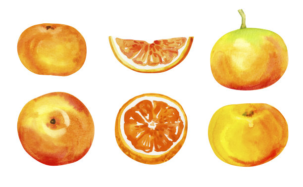 水彩手绘柚子。图片下载