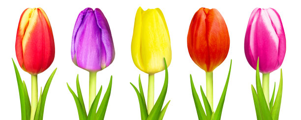五种不同的彩色郁金香孤立在白色背景特写图片下载