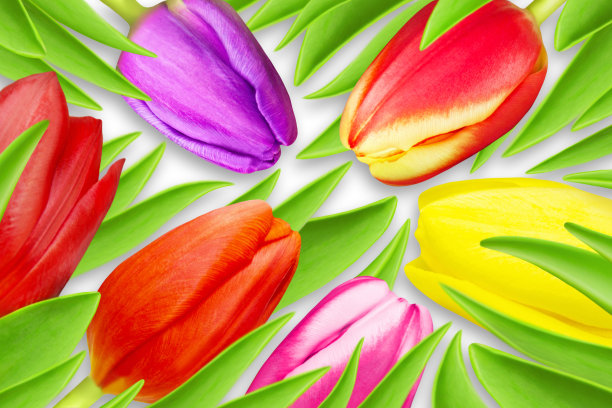 各种彩色郁金香孤立在白色背景特写图片下载