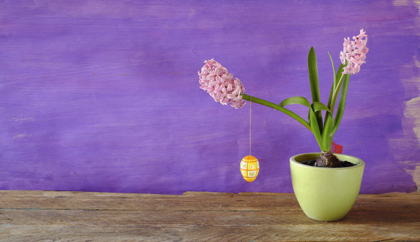 复活节彩蛋和风信子花，快乐复活节和春花概念，复制空间大图片下载