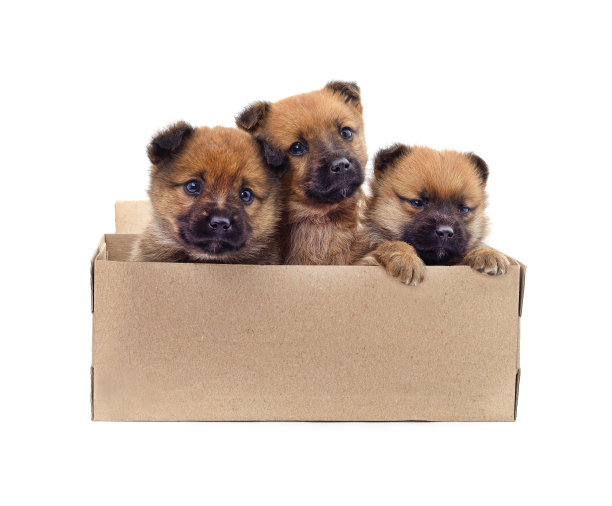 小狗在盒子里。图片下载