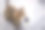 小猫在家里玩绳子上的老鼠。特写肖像图片下载